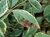 Caloptilia syringella - Lilac leaf Miner -Brown blotch mine of small moth caterpillars on Ligustrum


