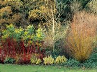 Salix alba var. vitellina 'Britzensis', Euonymus 'Emerald Gaiety', Euonymus 'Dart's Blanket', Cornus alba 'Sibirica' and Fraxinus 'Jaspidea' in border RHS Rosemoor