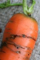 Carrot root fly - Psila rosea damage. The maggot burrows and feeds just beneath the surface. 