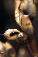 Seedheads of Aconitum 'Barkers Variety'