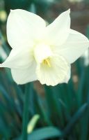 Narcissus 'Rashee' - Daffodil
