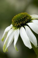 Echinacea purpurea 'Jade'