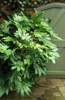 Fatsia japonica growing in a shady corner by a door