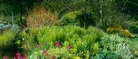 Early summer border at Glen Chantry. Cornus sanguinea 'Midwinter fire', Matteuccia struthiopteris and Primula pulverulenta.