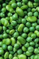 Shelled Broad bean 'Stereo' and Pea 'Hurst Green Shaft'