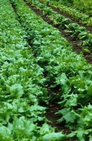 Lactuca sativa - Rows of Lettuce 'Reines des Glaces' at Le Manoir aux Quatre Saisons. 