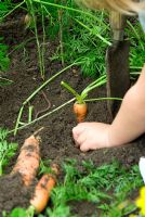 Young girl digging up carrots and finding worm