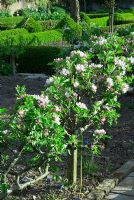 Step over apples in blossom in potager used as bed egding - Brilley Court in Herefordshire open for NGS