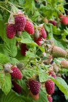 Rubus loganobaccus - Loganberry LY654