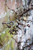 Espalier trained gooseberry bush stripped bare due to gooseberry sawfly