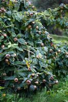 Mespilus germanica 'Nottingham' - Medlar  tree fully laden and weighted down with mature fruit