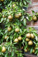 Pyrus 'Beurre Hardy' - Espaliered Pear tree laden with fruit 