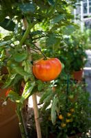 Tomato 'Big Rainbow' - Beefsteak tomato growing under glass at West Dean   