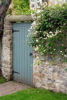 Blue back door in stone wall with old knarled tree and Clematis x fargesoides 'Paul Farges' 