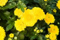 Chrysanthemum 'Natalie'