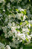 Malus 'Exzellenz Thiel' - Crab Apple tree in blossom - RHS Hyde Hall, Rettendon, Essex
