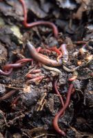 Close up of worms  