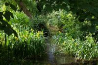 Iris pseudacorus at edge of stream - Hill Lodge Garden, Batheaston, Somerset   