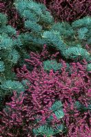 Erica x darlyensis 'Kramer's Rote' and Abies concolor 'Glauca Compacta' - The Valley Garden, Windsor