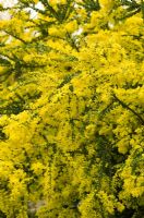 Acacia pravissima - Ovens wattle