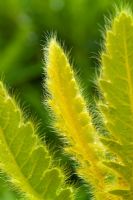 Young emerging spring foliage of Meconopsis paniculata Ginger form