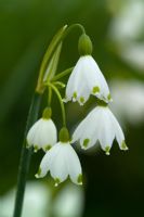 Leucojum aestivum 'Gravetye Giant' - Snowflake