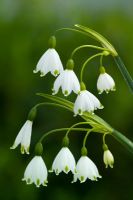 Leucojum aestivum 'Gravetye Giant' - Snowflake