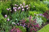 Spring border with Tulipa 'Bleu Aimable' with Erysimum 'Bloomsy Baby Purple' (wallflower) and Viola cornuta at Eastgrove Cottage