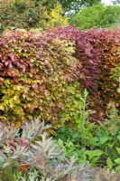 Hedge of Fagus sylvatica f. purpurea  - Copper beech in spring