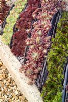 Sempervivum - houseleeks -  growing in a trough with slate used to create striped divisions