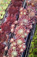 Sempervivum - houseleeks -  growing in a trough with slate used to create striped divisions