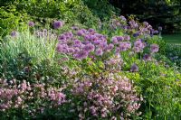 Allium hollandicum with Miscanthus sinensis 'Variegatus' and Aquilegia vulgaris var stellata 'Rosea' at Glen Chantry