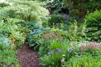 Bark path through lush planting of Hostas, Iris, Geraniums, Rodgersias and Persicaria at Glen Chantry. Cornus controversa 'Variegata' at the back