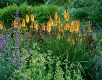 Kniphofia 'Tawny King' in border with Nepeta 'Bramdean' and Sedum 'Great Expectations'