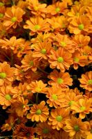 Chrysanthemum 'Terrifik Dark'