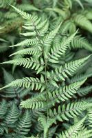 Athyrium niponicum var pictum 'Wildwood Twist' - Japanese Painted Fern