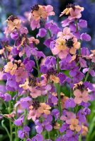 Erysimum 'Jenny Brook' - Blistercress