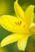Hemerocallis lilioasphodelus - Day Lily