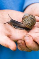 Young boy holding a snail
