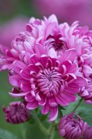 Chrysanthemum 'Bagley Rose'