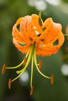 Lilium henryi