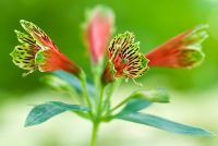 Alstroemeria psittacina - Parrot Lily