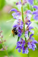 Bee visiting Salvia