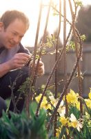 Man tying stems of Rose - Rosa into conical wig-wam support made from hazel stems
