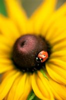 Ladybird (Coccinellidae) on centre of Rudbeckia flower