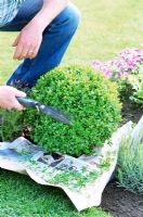 Man trimming Buxus (Box) ball using newspaper to catch clippings 