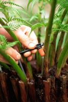 Installing drip-feed watering system into Dicksonia antarctica (Tree ferns)