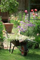 Weeds and tools in Wheelbarrow - Summer