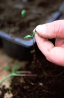 Pricking out young Cosmos seedlings - Spring 