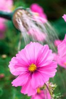 Watering Cosmos bipinnatus (Mexican Aster)